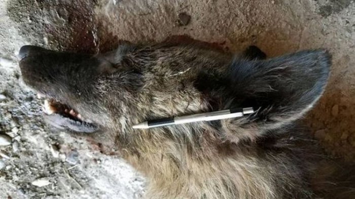 Warga Tembak Hewan Misterius Mirip Serigala! Ilmuwan Kebingungan, Serigala Jadi-jadian?