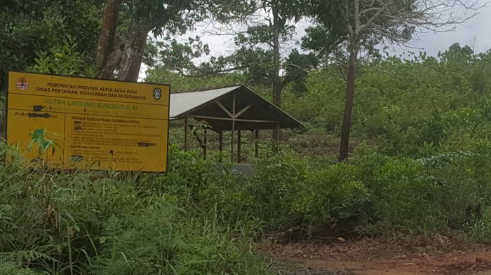 BREAKINGNEWS: Ada Ruli di Hutan Lindung Sei Pulai, Lurah Gunung Lengkuas Serukan Ini!