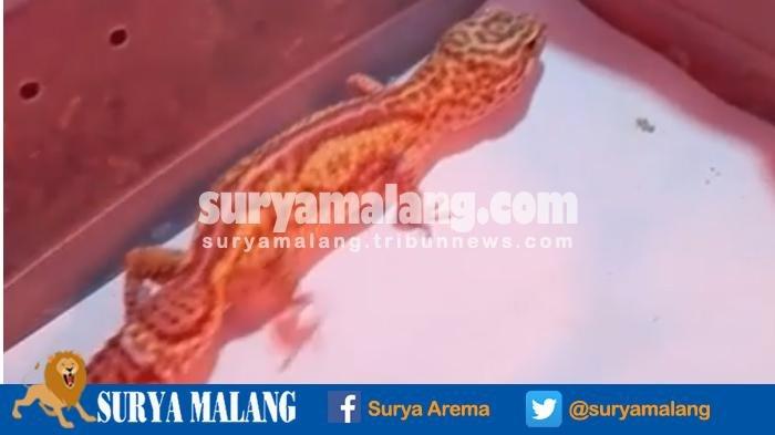 Lima Pria di Sumedang Ini Jadikan Bisnis Tokek untuk Rampok Orang, Begini Modusnya