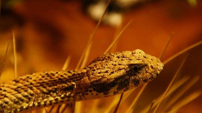 Inilah Ular Death Adder, Binatang Mematikan Pembunuh Polisi Brimob Asal Padang