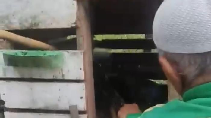 ULAR DI KARIMUN MANGSA AYAM WARGA  - Pemilik kandang ayam di Karimun berusaha mengeluarkan ular sanca berukuran besar yang memangsa ayam peliharaannya, Senin (18/5/2026).