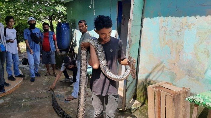 Yusuf Gigit Ekor Ular yang Melilit Kucing, Aksi Nekatnya Hebohkan Warga Sekitar