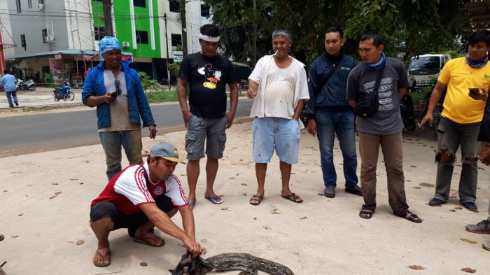Ular Tiga Meter Ditangkap di Parit Samping Alfamart Tiban 3 Sekupang