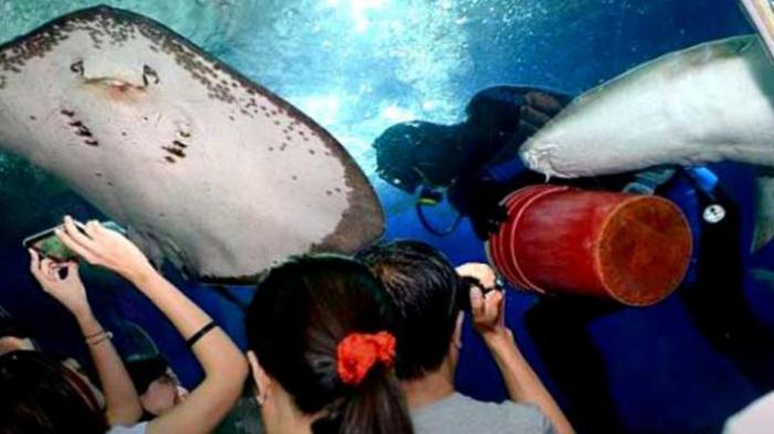 Penyelam Tewas Dihantam Ekor Ikan Pari di Akuarium Raksasa Singapura