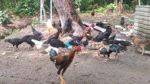 Ayam-Agustiar-hilang-Desa-Tanjung-Harapan-Lingga.jpg