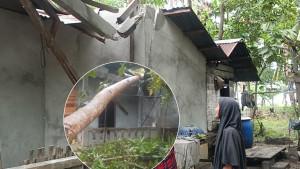 DETIK-DETIK-POHON-TUMBANG.jpg