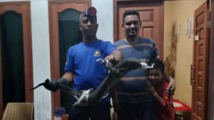 Damkar-Lingga-Evakuasi-biawak-masuk-rumah-Syafwan-warga-Dabo-Singkep.jpg
