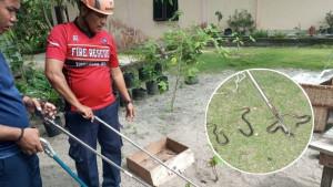 Empat-kobra-di-rumah-warga-Lingga.jpg