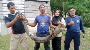 Evakuasi-biawak-oleh-Damkar-Lingga.jpg