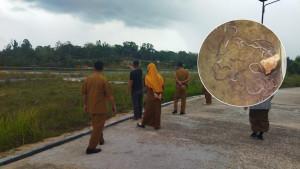 Fenomena-ribuan-cacing-di-Singkep-Barat-Kabupaten-Lingga.jpg