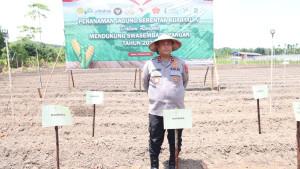 Kapolda-Kepri-Irjen-Pol-Asep-Safrudin-ketika-menanam-jagung-di-Galang-Batam-kemarin.jpg