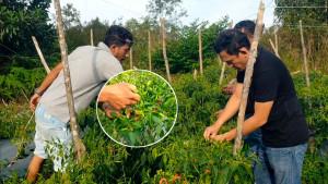 Kebun-Budiman-di-Singkep-Lingga-Kepri.jpg