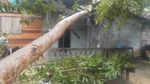 POHON-KELAPA-TUMBANG-DI-NATUNA.jpg