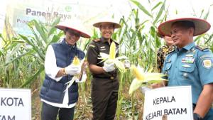 Panen-jagung-Amsakar.jpg