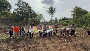 TANAM-JAGUNG-SERENTAK.jpg