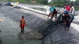 Tambak-udang-di-Desa-Sungai-Buluh-Lingga-Kepri.jpg