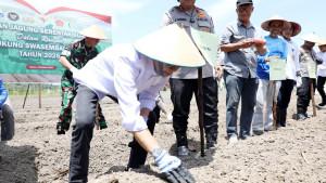 Tanam-jagung-amsakar.jpg