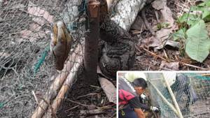 Ular-Sawah-atau-ular-piton-tersangkut-di-jaring-kandang-milik-warga-di-Bintan.jpg