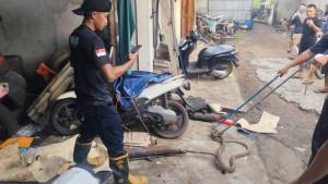 Ular-kobra-masuk-bengkel-Daik-Lingga.jpg
