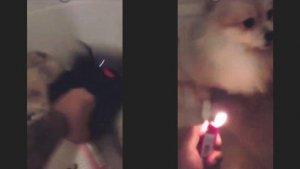 video-seorang-pria-yang-memukuli-anjing.jpg