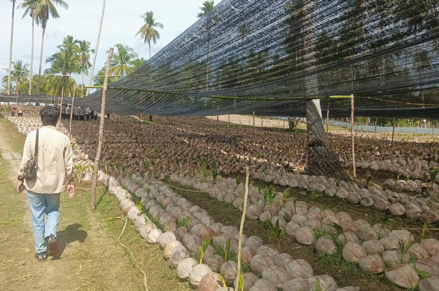 Natuna Kembali Usulkan 1.600 Hektare Pengadaan Bibit Kelapa Tahun 2027, Tingkatkan Ekonomi Petani - Tribunbatam.id