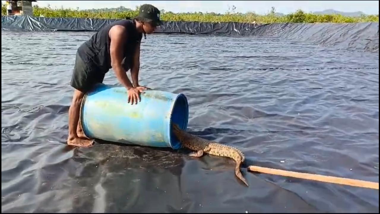 Buay-di-Lingga-masuik-dalam-kolam-bakal-tambak-udang-Desa-Tinjul-Singkep-Barat-skcvn.jpg