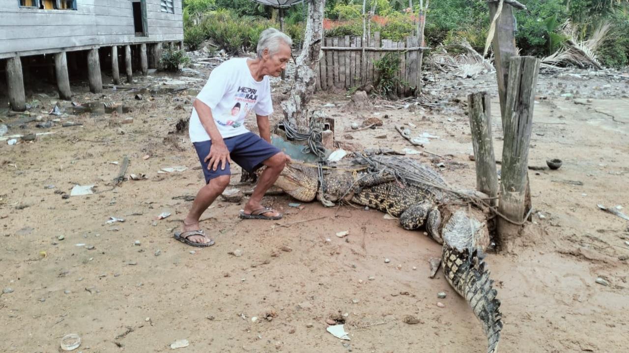 Buaya-Panggak-Laut-Lingga.jpg