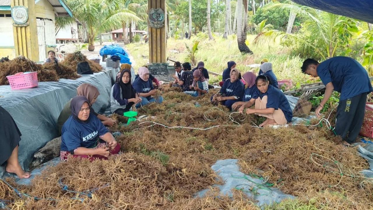 Pulau Lalang Mulai Dilirik Investor, Budidaya Rumput Laut Lingga Kian Berkembang