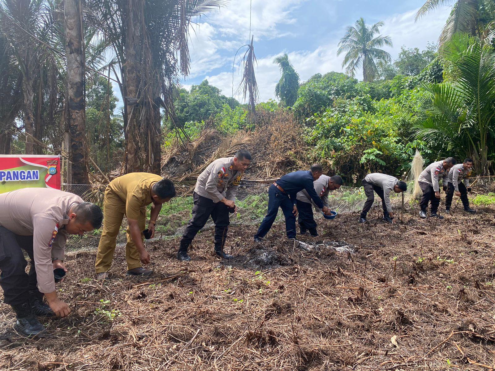 Sinergi Polri dan Warga Desa Sebadai Hulu di Natuna, Tanam Jagung Pipil di Lahan Satu Hektare