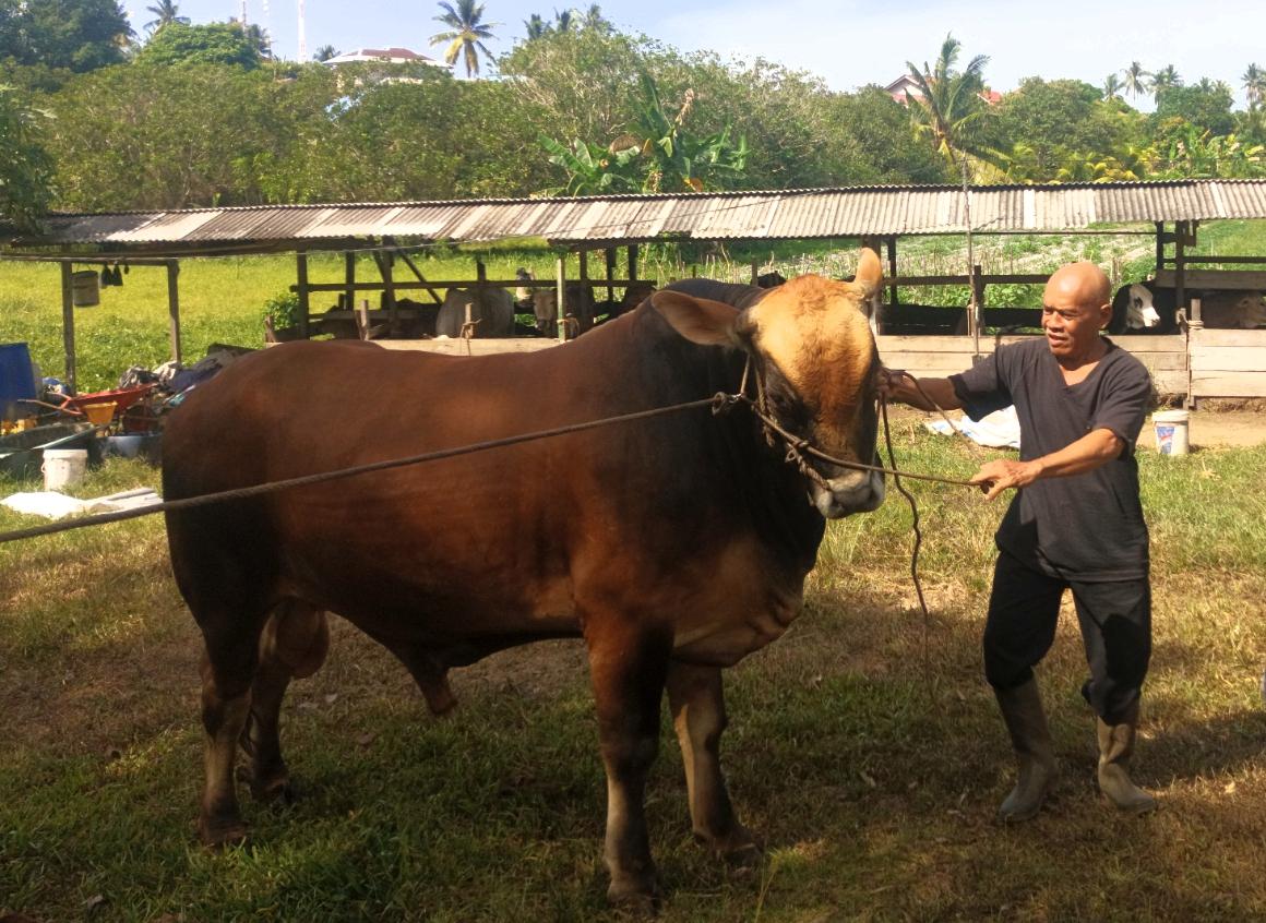 Sapi Jumbo 900 Kg di Natuna Jadi Kandidat Kurban Presiden Prabowo, Namanya Dawang