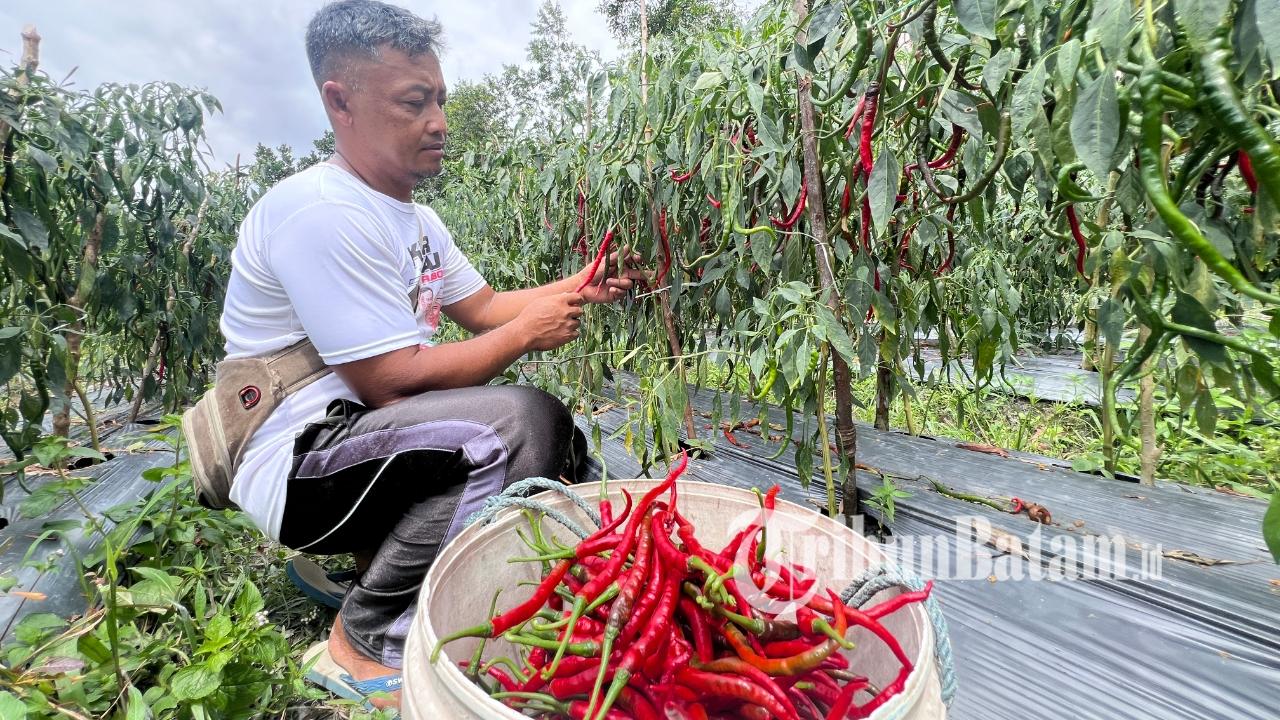 Panen-cabai-Budi-2026.jpg