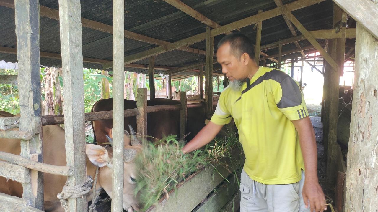 Peternakan-Pak-Ben-atau-Ben-Agusmar-di-Singkep-Lingga-Kepri.jpg