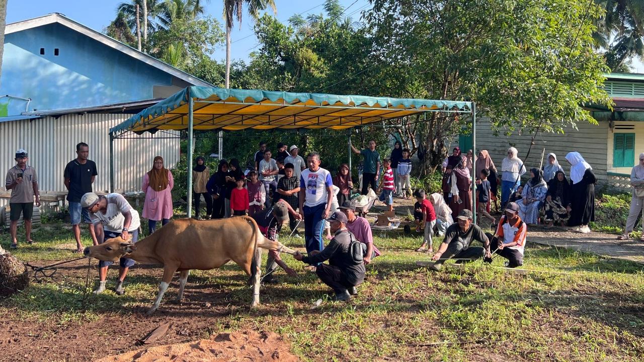 Sapi-kurban-Setajam-Singkep-Lingga.jpg