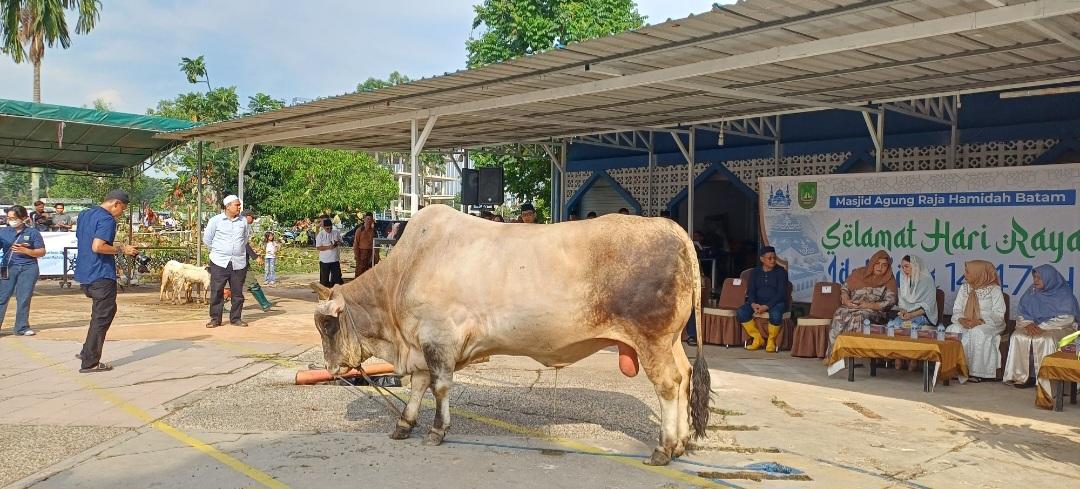 Sapi-presiden-di-Masjid-agung-Batam.jpg