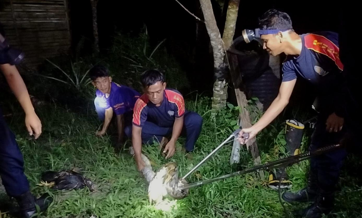 Sempat Mangsa Ayam, Ular Piton 3,5 Meter Dievakuasi Dari Kebun Milik Warga Natuna