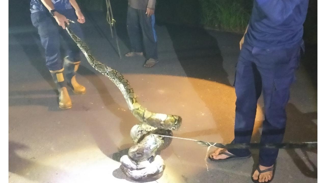 Ular-piton-4-meter-di-Lingga-dievakuasi-tengah-malam.jpg
