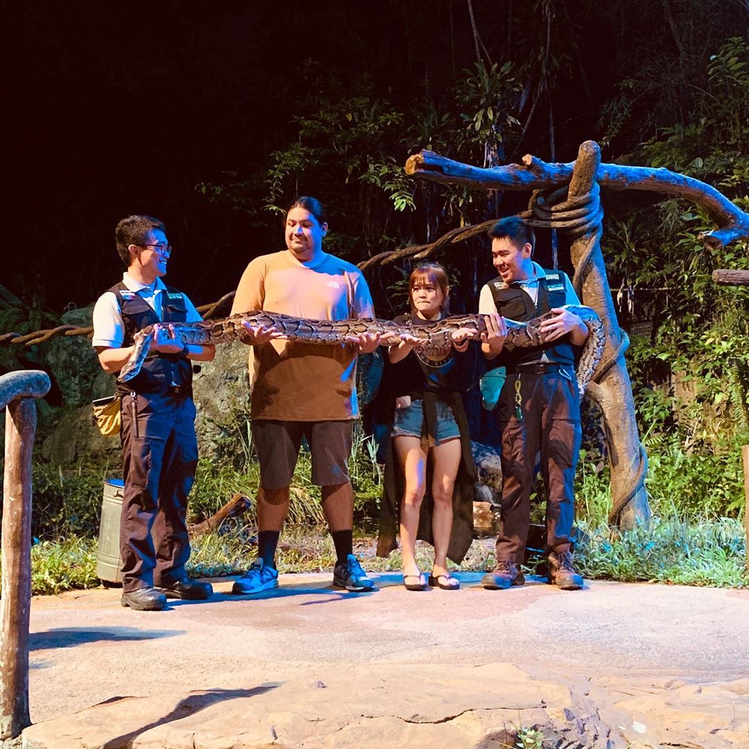 atraksi-ular-di-night-safari-singapore.jpg
