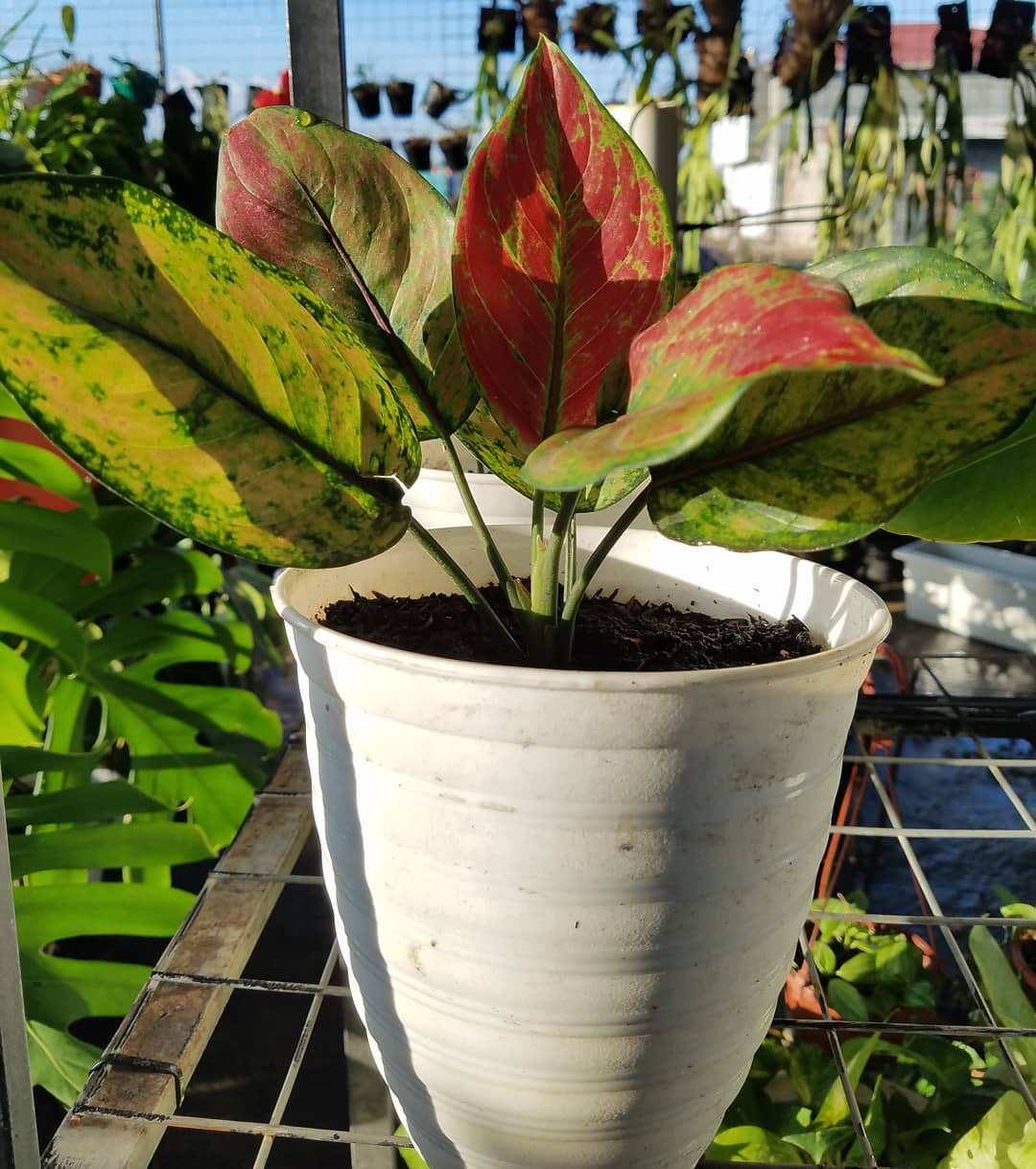 cara-merawat-tanaman-hias-aglaonema.jpg