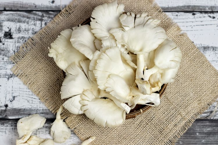 cara-simpan-jamur-tiram.jpg