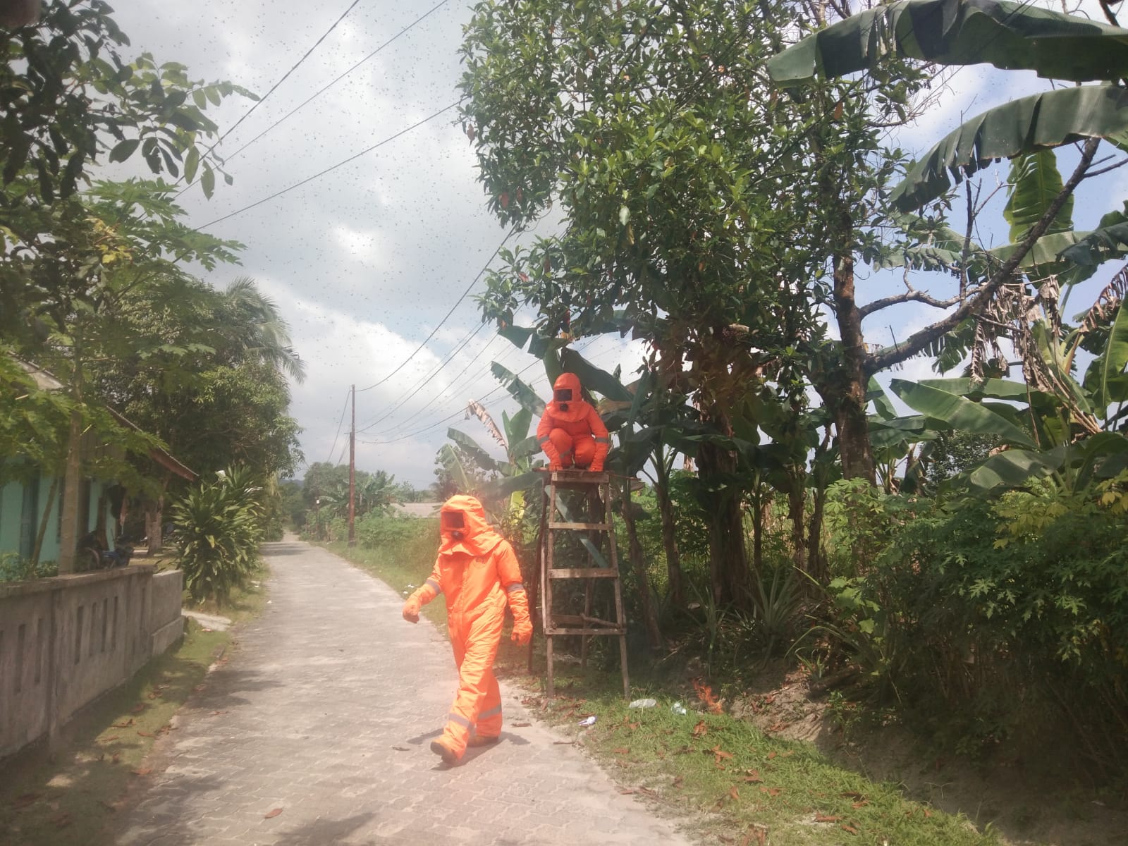 Damkar Bintim Evakuasi Sarang Lebah di Atas Pohon, Warga Sempat Khawatir