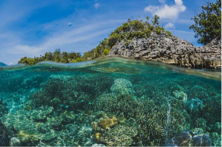 keindahan-bawah-laut-ilustrasi-wisata-laut-indonesia.jpg