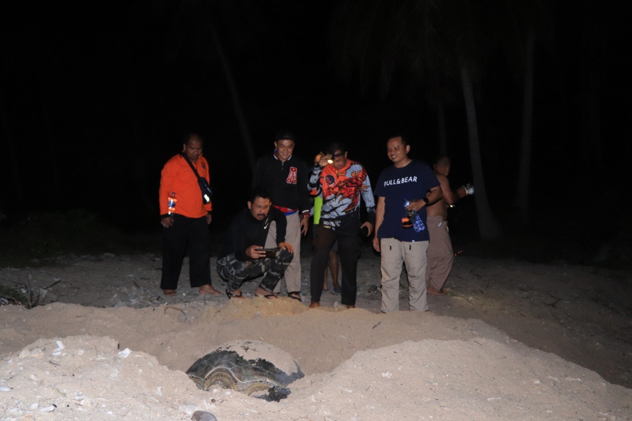 lokasi-penangkaran-penyu-di-kabupaten-kepulauan-anambas.jpg
