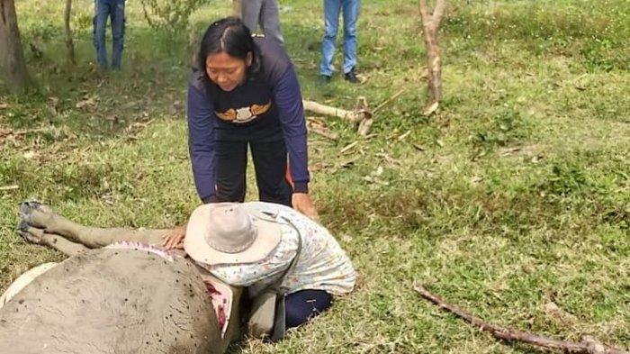 Maling Bantai 9 Kerbau Jelang Idul Adha, Pemilik Menangis Histeris: Itu Untuk di Jual