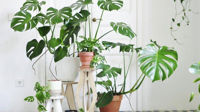 tanaman-hias-monstera.jpg