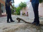 0209evakuasi-ular-di-rumah-warga-Tanjungpinang.jpg