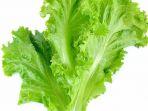 06082020_sayur-selada.jpg