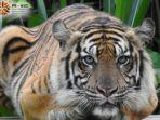 08-12-2019-harimau-sumatera-mengamuk.jpg