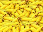 1-3-2021-ilustrasi-pisang.jpg