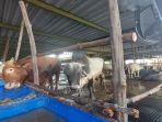 11052024sapi-kurban-di-Kandang-Berkah.jpg