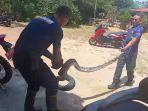 14092024evakuasi-ular-piton-di-Lingga.jpg